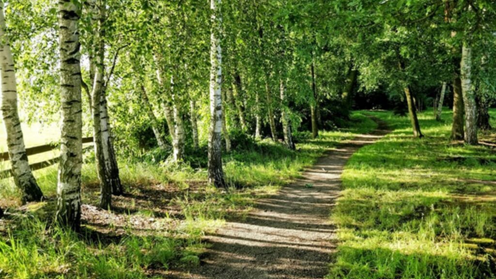 Waldweg mit Sonnenlicht und grünen Bäumen als Symbol für Erholung und Natur
